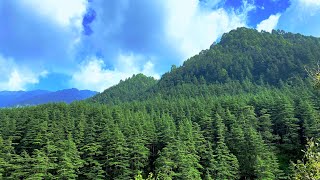 Life in a Green Forest of Uttarakhand by Sierra Doors 461 views 3 years ago 2 minutes, 6 seconds