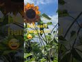 Dancing Sunflowers in the Wind