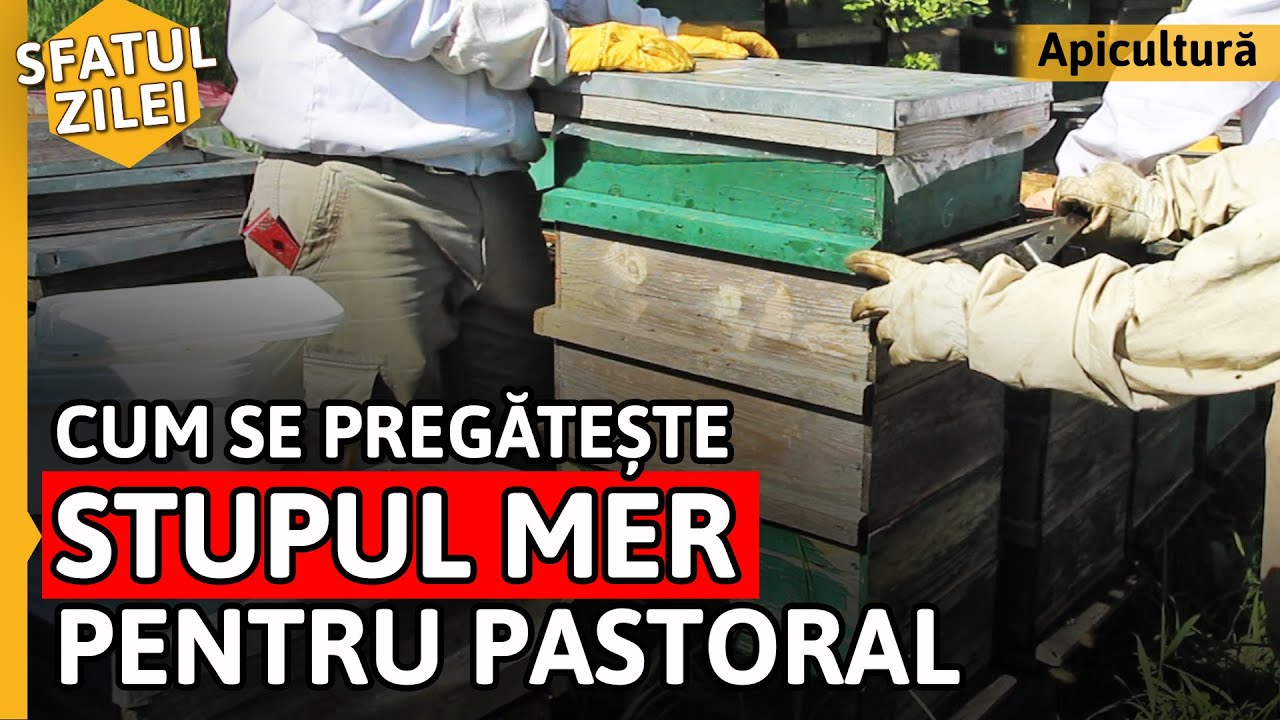 Cum se PREGĂTEȘTE STUPUL MER pentru pastoral [Sfatul zilei]