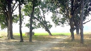 A Natural View Of Garden And Farm With Birds Sounds