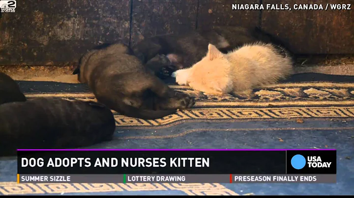 Dog adopts kitten into litter of pups