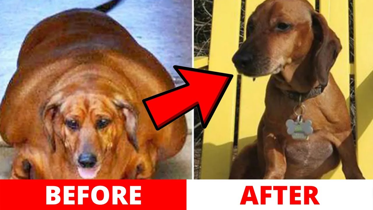 Meet Obie The Obese Dachshund Who Lost An Insane Amount Of Weight 