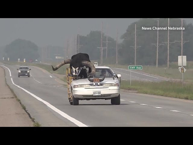 助手席に「巨大な角を持つ雄牛」乗せた車、警察に止められる 米