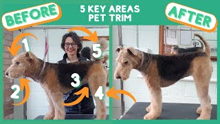 AIREDALE TERRIER PET TRIM  5 KEY AREAS
