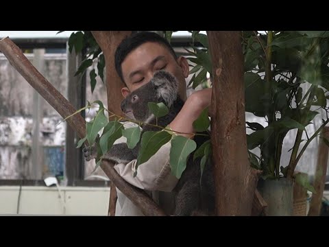 太羨慕啦 保育員哥哥抱無尾熊出來上班 20251031