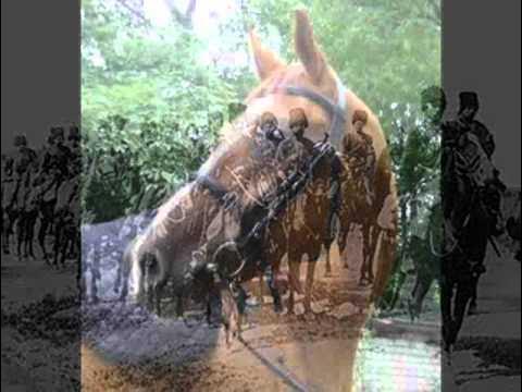 Цыганская кони залёток. Цыганка на лошади. Цыганская песня кони мои кони. Песня скачут кони. Цыганская песня кони мои кони.