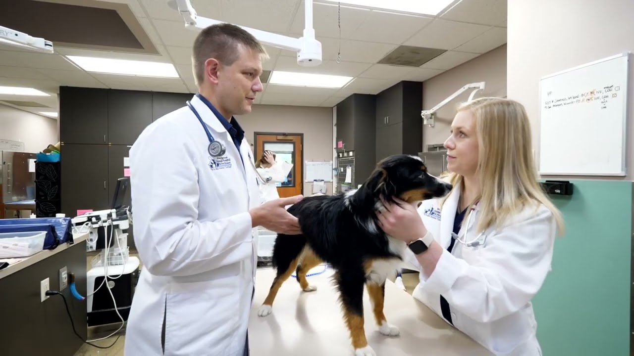 New Graduate Veterinarian Mentorship | United Veterinary Care