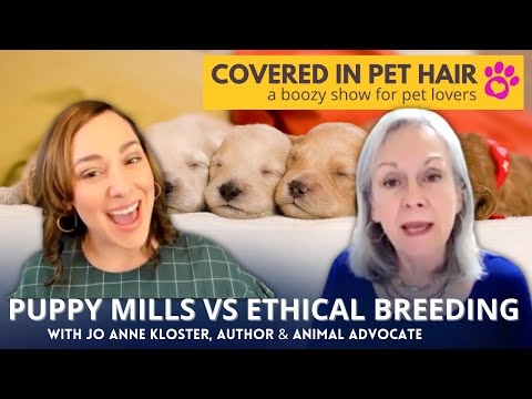 Vídeo: De Puppy Mill a Pet Store, um veterinário segue a jornada de um cão jovem