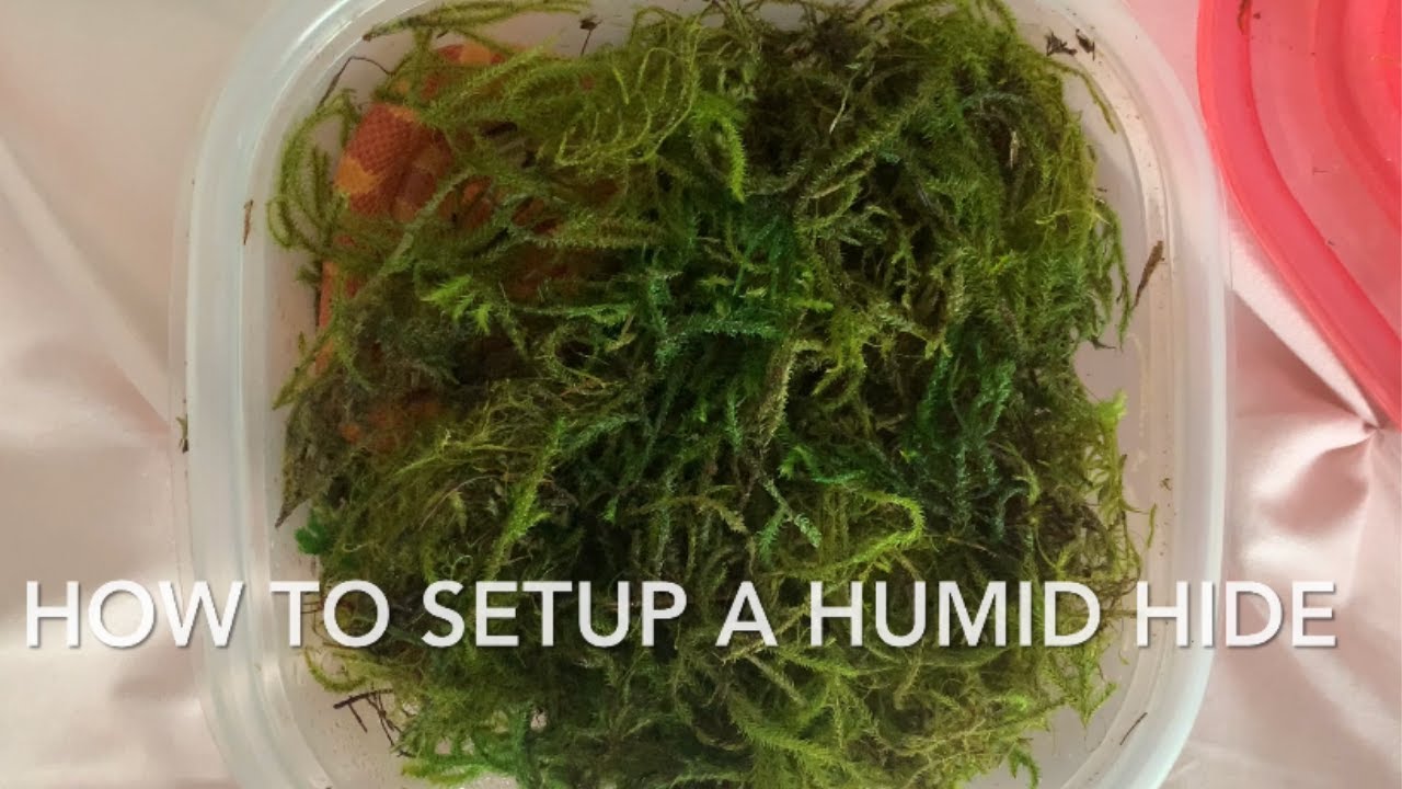 How to Setup a Cheap and Easy Humid Hide YouTube