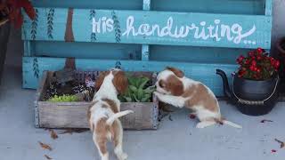 Cavalier Puppies For Sale