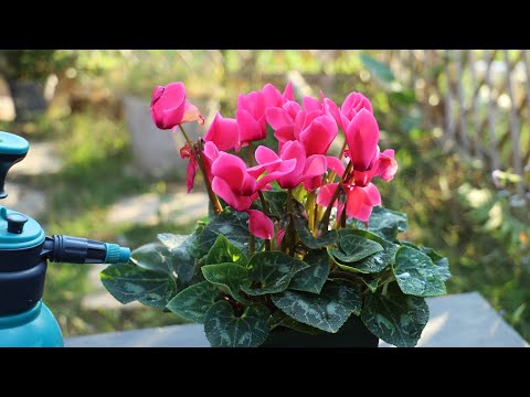 仙客来长花剑后，久久都没有开花迹象？2方面解决了，花儿朵朵开