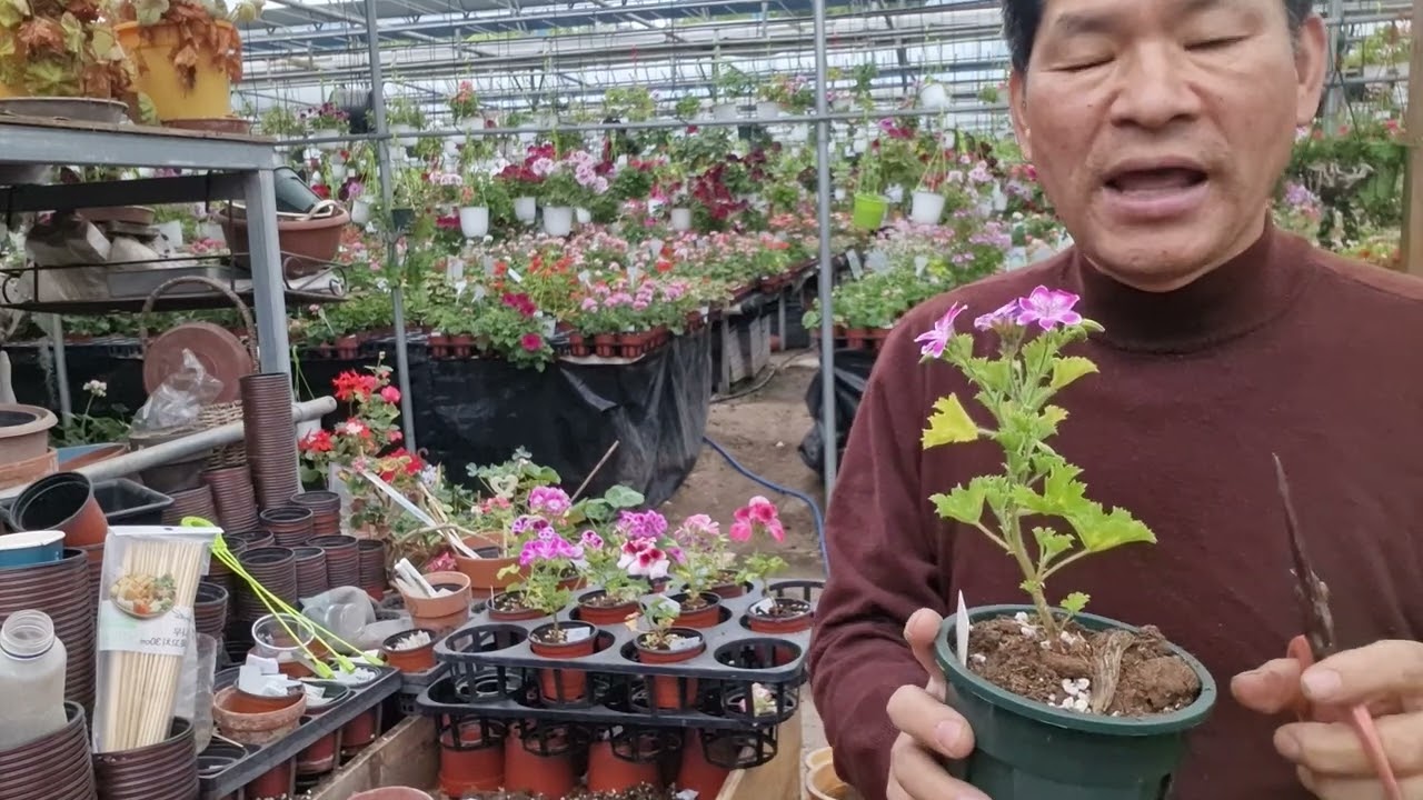 리갈제라늄 모종 분갈이 외목대 만들기  4월 23일