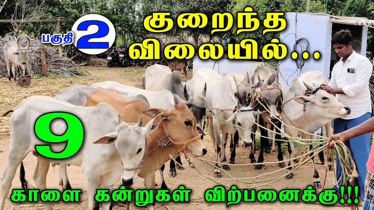 விற்பனைக்கு உள்ள 9 காளை கன்றுகள்!!! | nattu madu kalai | welcome to village | kandru kutty sales