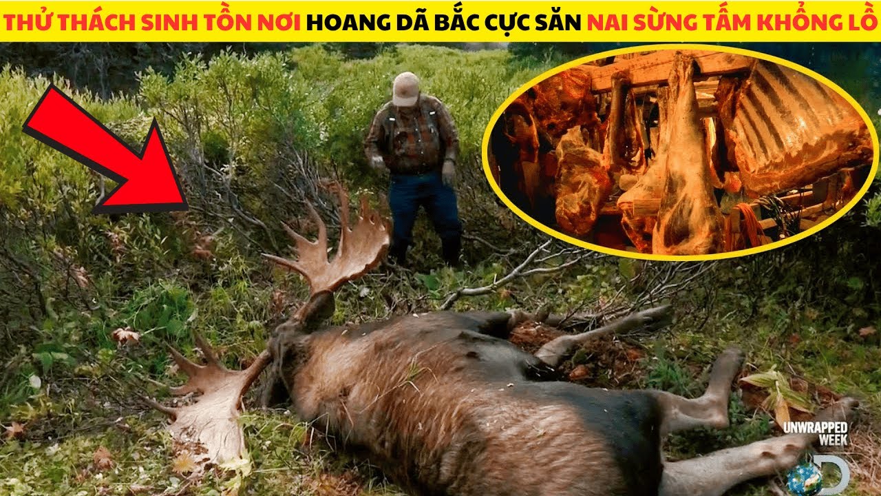 Thử Thách Sinh Tồn Nơi Hoang Dã Bắc Cực Săn Nai Sừng Tấm Khổng Lồ Full Mùa