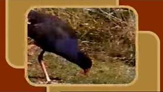 se2_ep20_bb.wmv