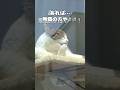 【保護猫】無職かと思えば、自宅警備している猫