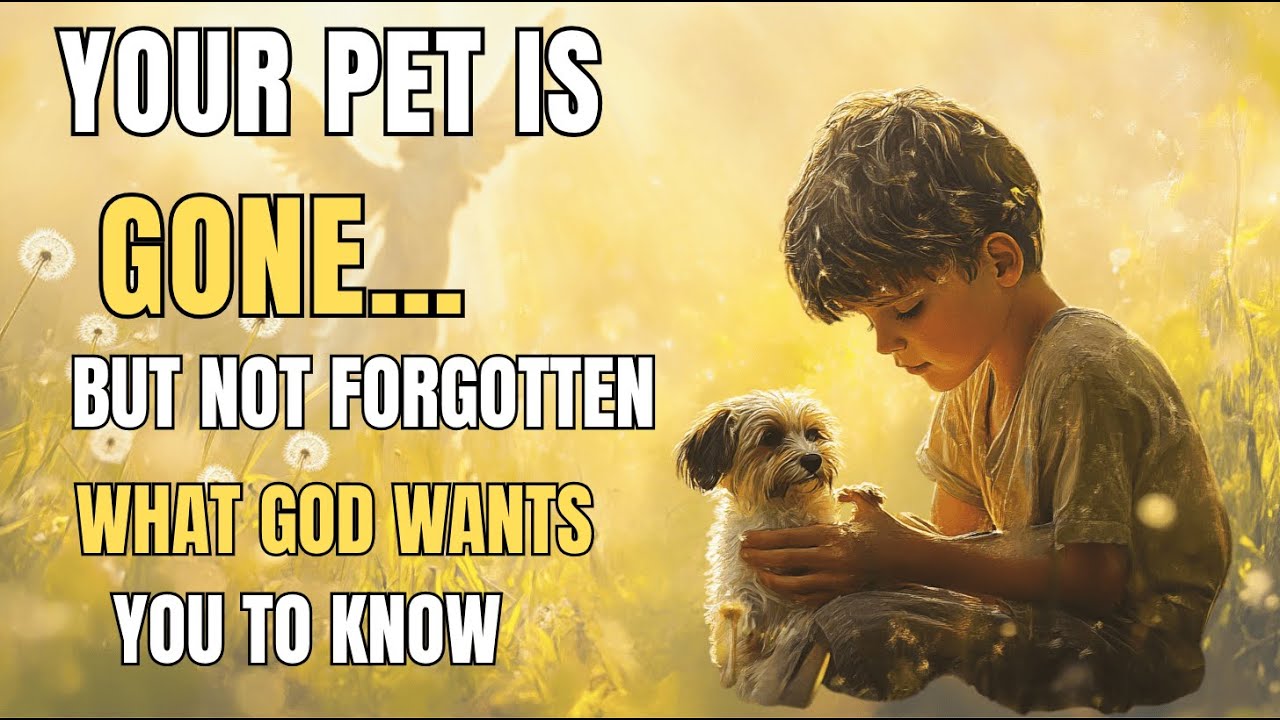 Do Pets Go to Heaven? A Christian Answer That Will Touch Your Heart | Biblical Wisdom
