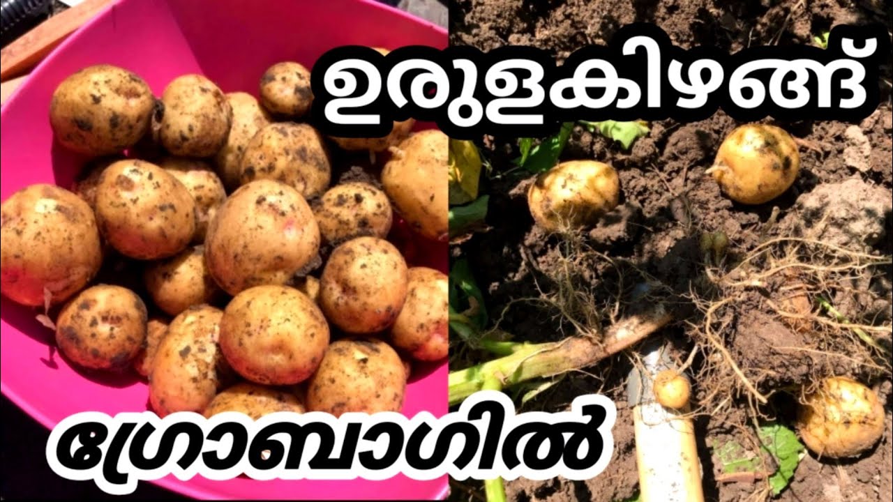 ഒരു ഉരുളകിഴങ്ങിൽ നിന്നും കുട്ട നിറയെ കിട്ടിPotato Cultivation in