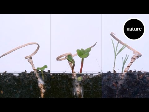 Wideo: Kontrolowanie roślin, które wysiewają nasiona - dowiedz się więcej o samosiewach