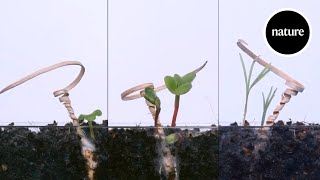 This device corkscrews itself into the ground like a seed
