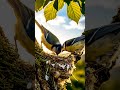Signs of Allah in Birds | Surah An-Nahl 16:79 | Beautiful Nature Reminder