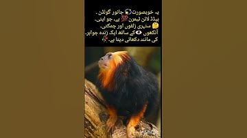 Golden monkey  🐒of Amazon jungle #monkey #animals #wildlife #naturefacts #trending #shorts