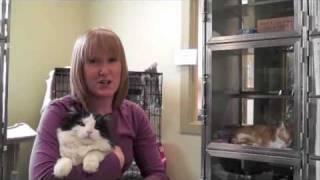 Find Your Perfect Match - Adopt a Cat from the Cochrane Humane Society
