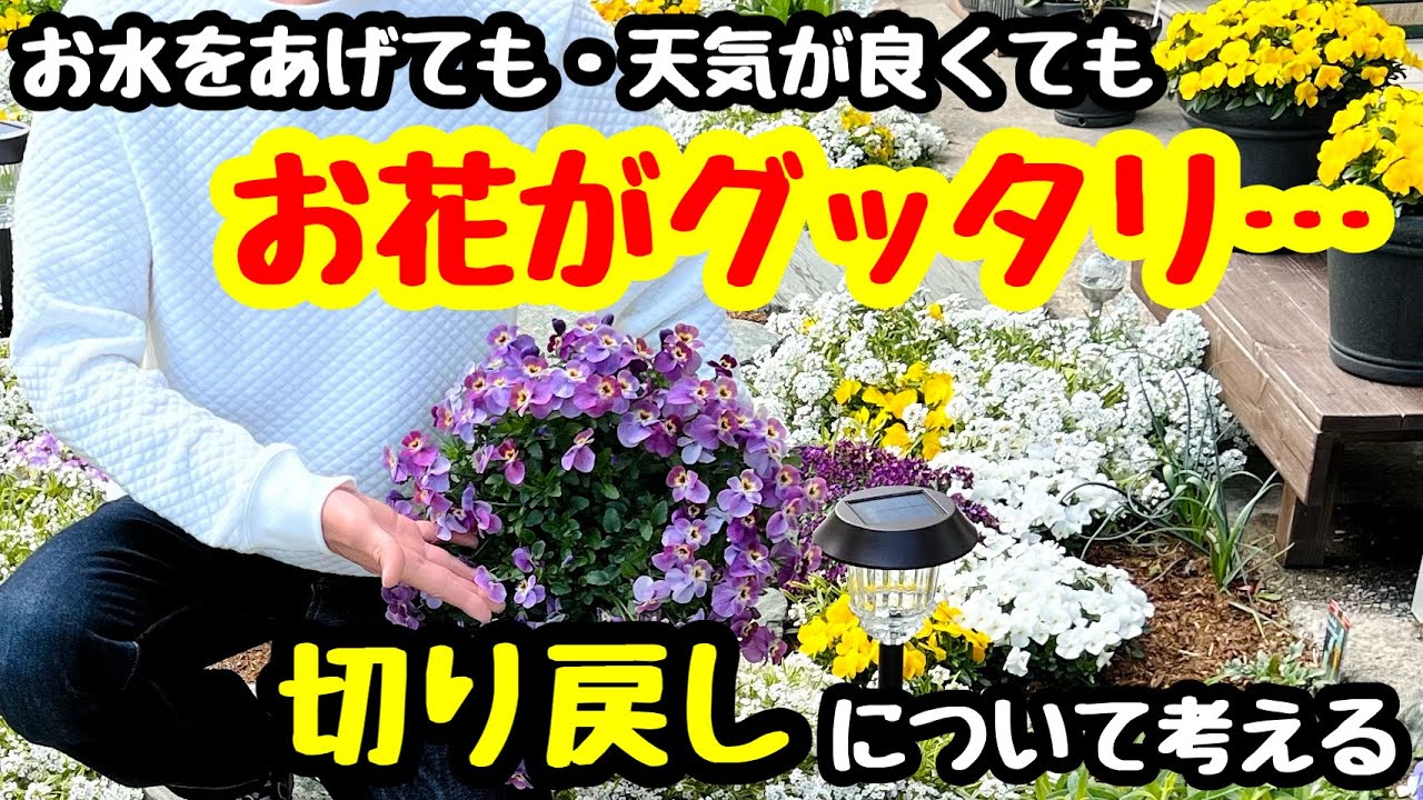 パンジー ビオラの 切り戻し お花がグッタリ Youtube