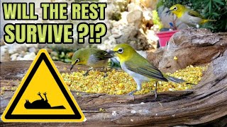 Aviary Story: The WHITE EYE ( ZOSTEROPS ) are Dying !!! #birds #aviary #bird #メジロ