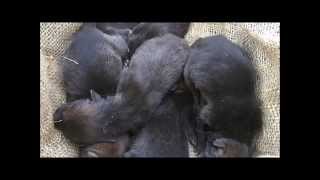 Endangered Red Wolf Pups Born at the Wolf Conservation Center