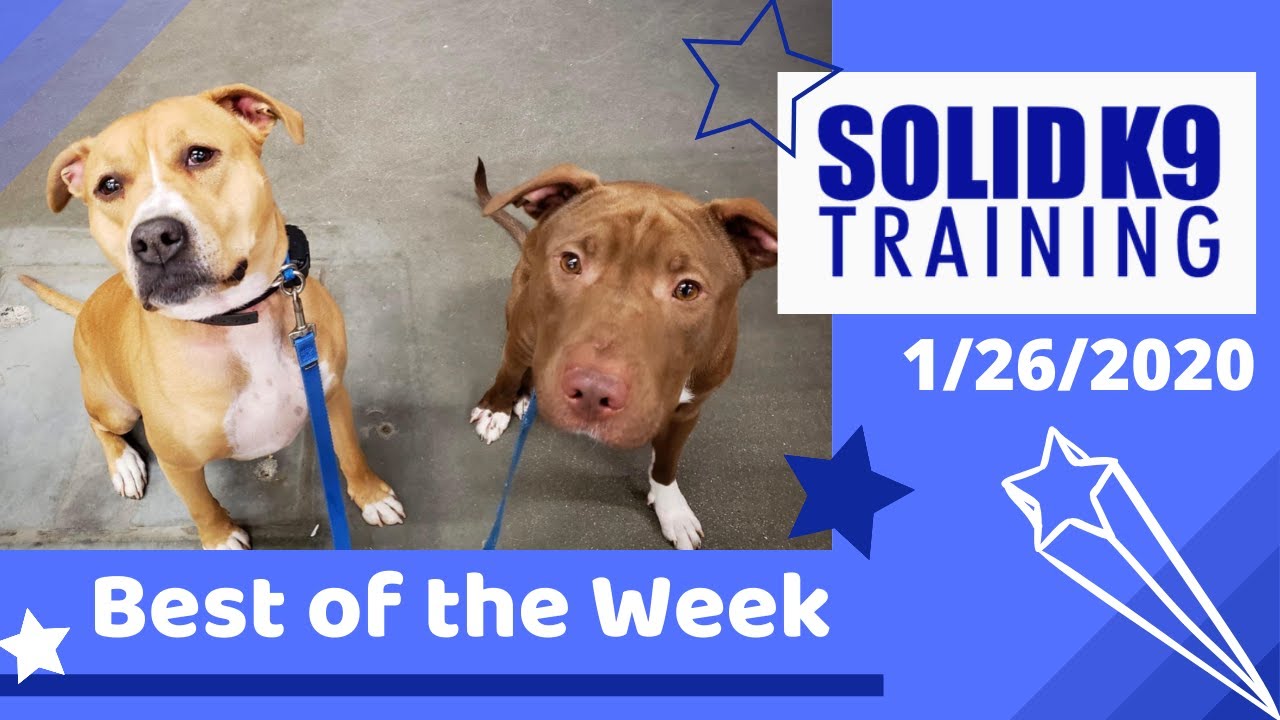 Solid K9 Training Center Best of the Week 1/26/2020 YouTube