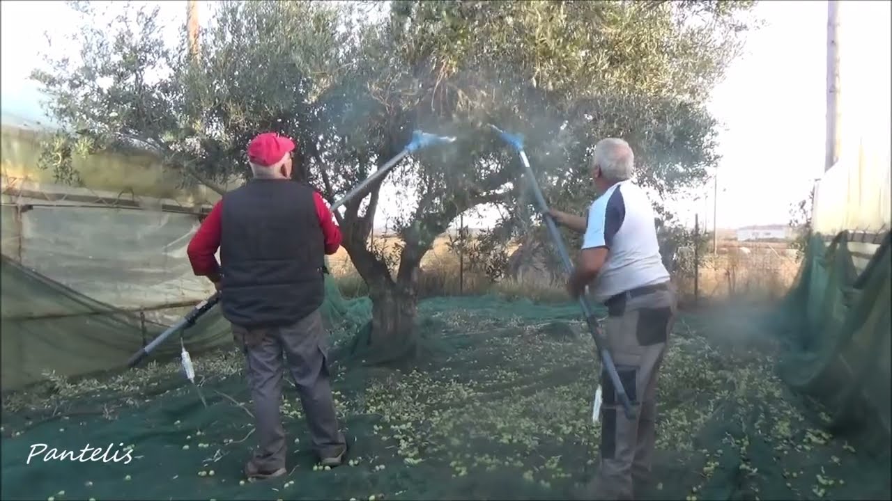 Συγκομιδή ελιάς με ΑTRAX ELECTRIC (σε πεδινό κτήμα)