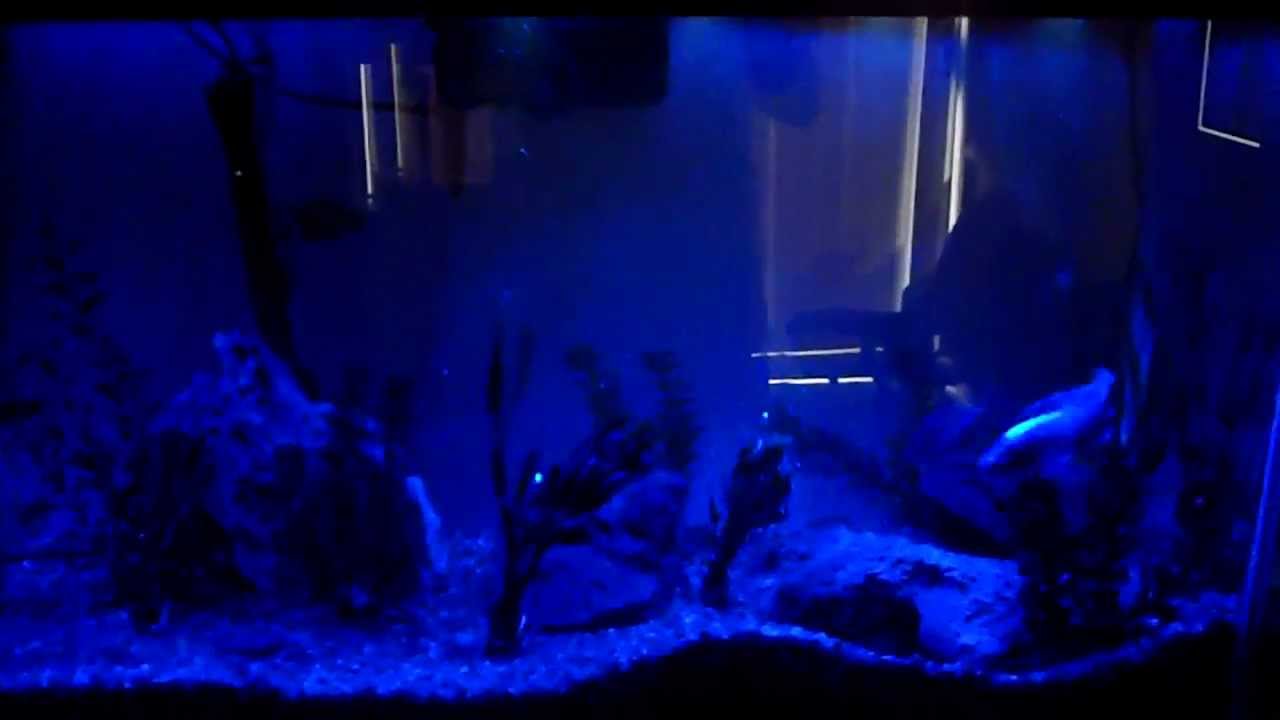 Hidden Lighting marineland blue white hidden led lighting system - youtube Hidden Lighting marineland blue white hidden led lighting system - youtube