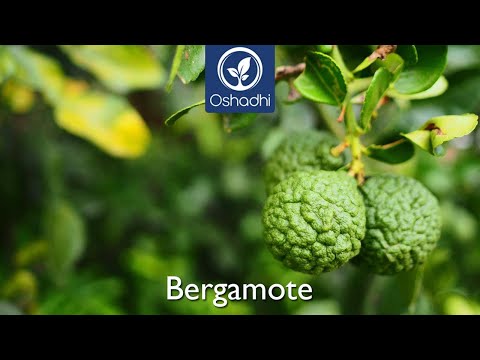 Vidéo: Informations sur les fruits de la bergamote : comment faire pousser un bergamote