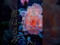 不思議な映像と懐かしい曲『都はるみ - 初恋椿とマドロスさん』懐メロ ショートMV作ってみた!