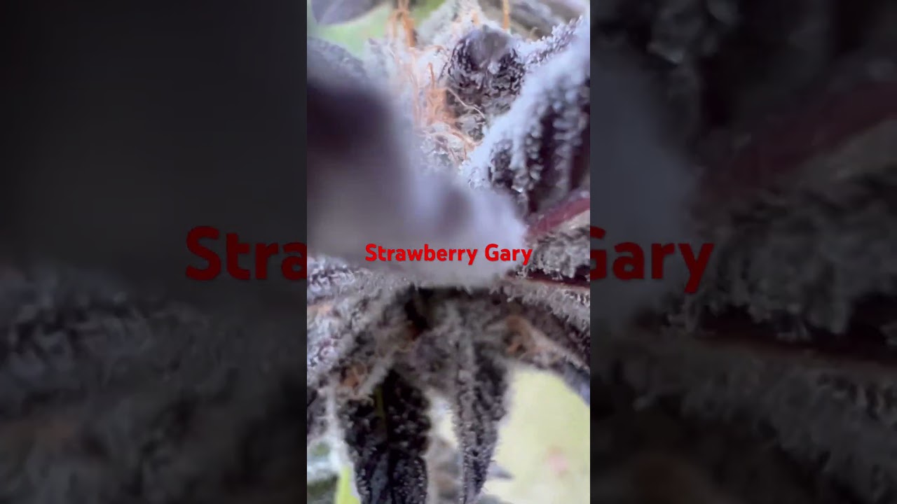 Strawberry Gary strain  by:Candyman Garden’s