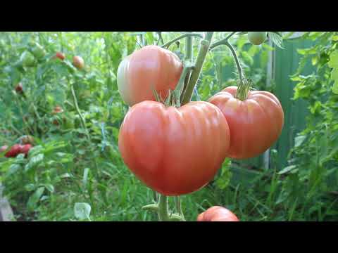 Сорт -'БЫЧЬЕ СЕРДЦЕ