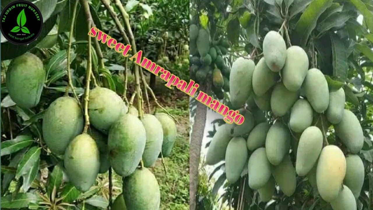 sweet Amrapali mango fruit plant contact number 7548989693📱📲🚊🚉🌱🌱🌱🌳🌳🌳🚛🚛 ...