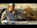 Provando a carne da presa de um leão | Wild Frank Perdido Na África | Animal Planet Brasil