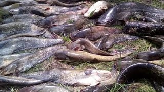 Старая дедовская снасть на сома. Снасть убийца-сома!!!! Это снасть ловит любую рыбу!