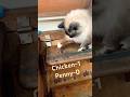 Penny🐈⬛ vs Chicken🐔 #bbq #ragdolls #boatlife #boatcat #ensenada