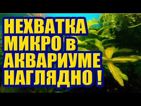 Признаки нехватки Микроэлементов в Аквариуме. Наглядно! Нитчатка на Мхе Ксенококус на Анубиасе