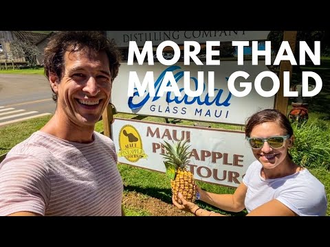 Video: Maui Gold Pineapple Tour på Kapalua Resort