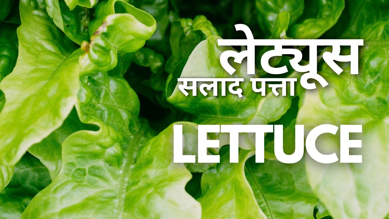 Lettuce | लेट्यूस | Lactuca sativa | सलाद पत्ता | Call or WhatsApp +91 8687369040