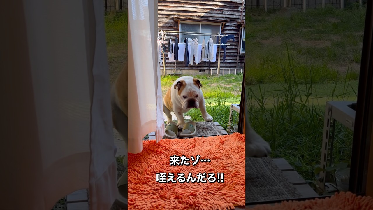 咥えんのかいっ‼️ #ブルドッグまめ #まめりき #シニア犬