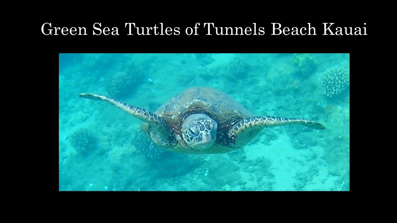 Turtles At Tunnels Kauai YouTube