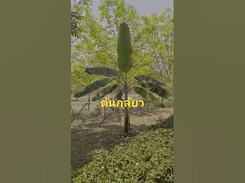 ต้นกล้ยว - YouTube ต้นกล้ยว - Youtube