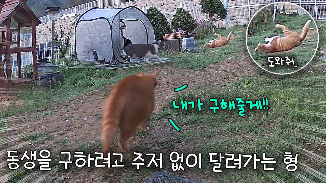위험에 처한 동생을 구하려고 주저 없이 달려간 형 고양이