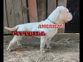 American Pitbull activity in  my Home