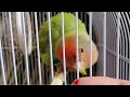 Why is Lovebird Biting | How to stop parrot from Biting